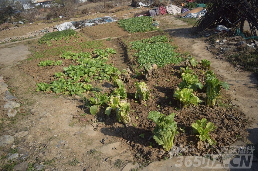 地块中稍微平整的地方被周边居民种上蔬菜
